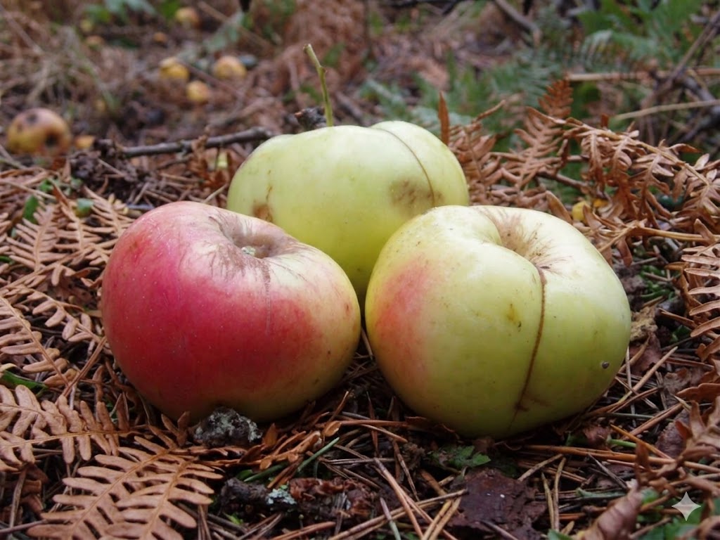 Camuesa