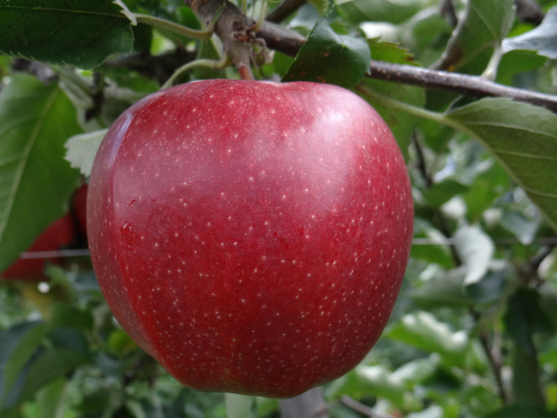 Manzana Jonagold