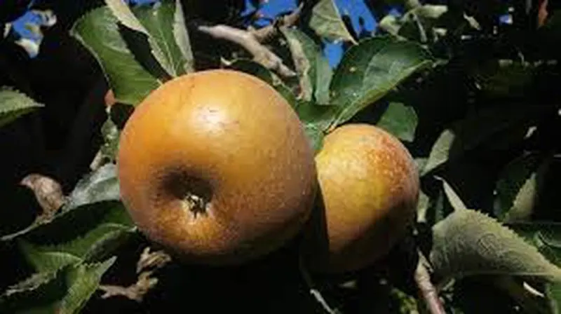 Manzana Reineta gris