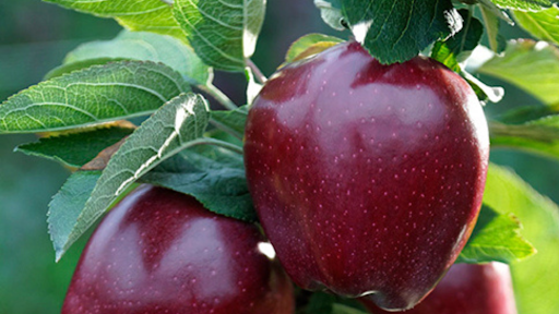 Manzana Roja Deliciosa