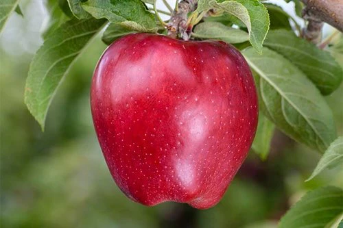 Manzana Scarlet